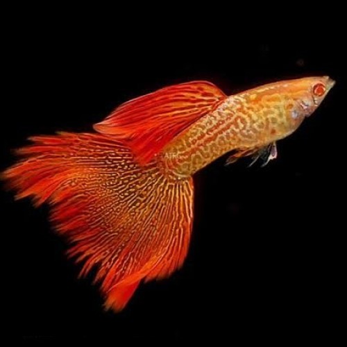 Red Metal Lace Guppy-Local