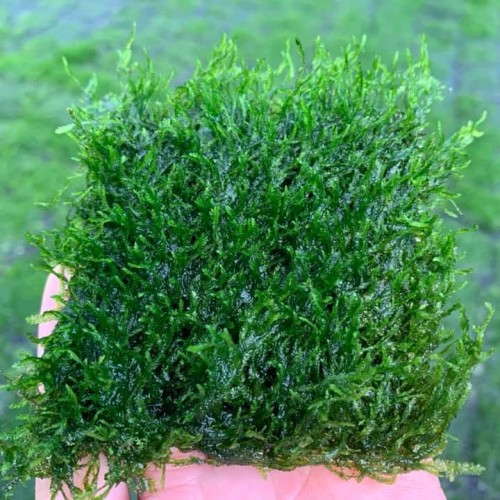 Plants-Mos