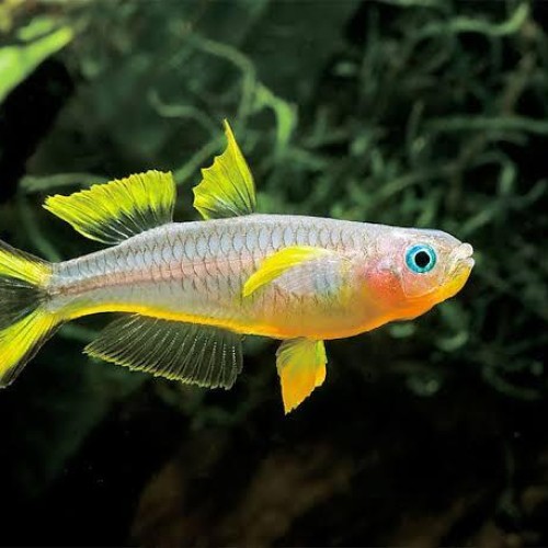 Forktail Rainbow Tetra-25032026