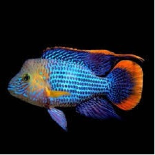 Green Terror Cichlid