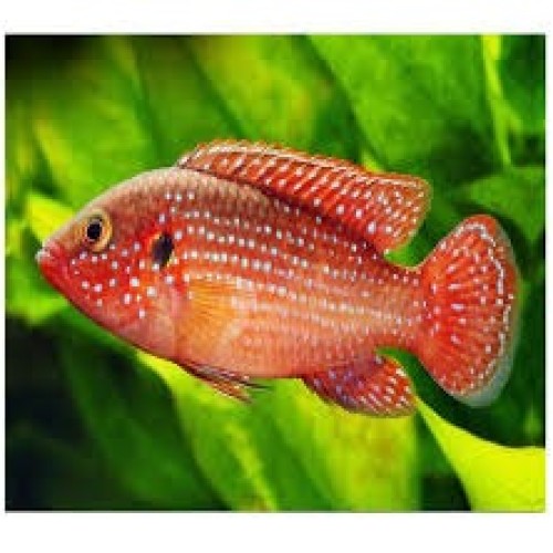 Juwel Cichlid