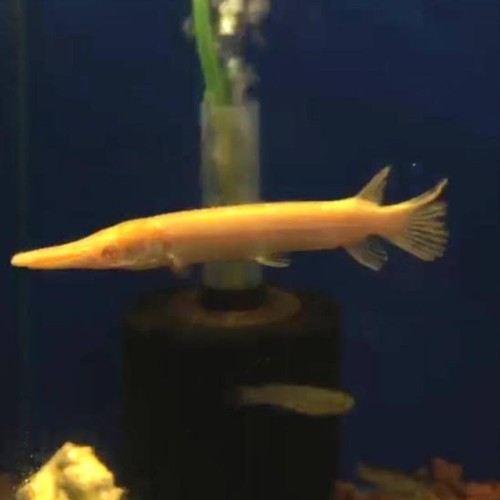 GOLDEN ALLIGATOR GAR