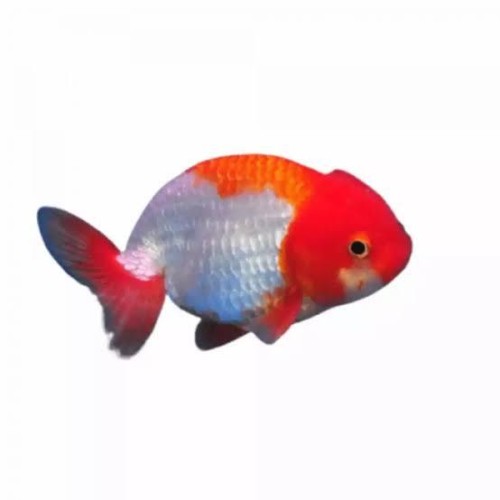 RED AND WHITE RANCHU-8-9CM