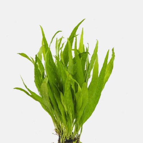 Plants Java Fern
