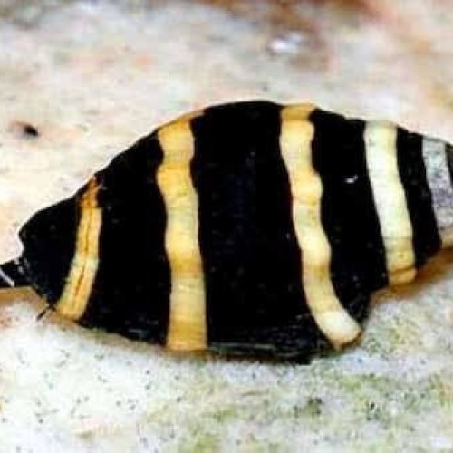 Bumble bee Snail
