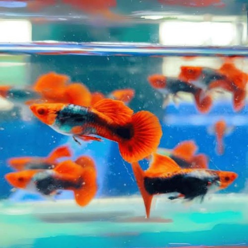 Koi Tuxedo Guppy-Local
