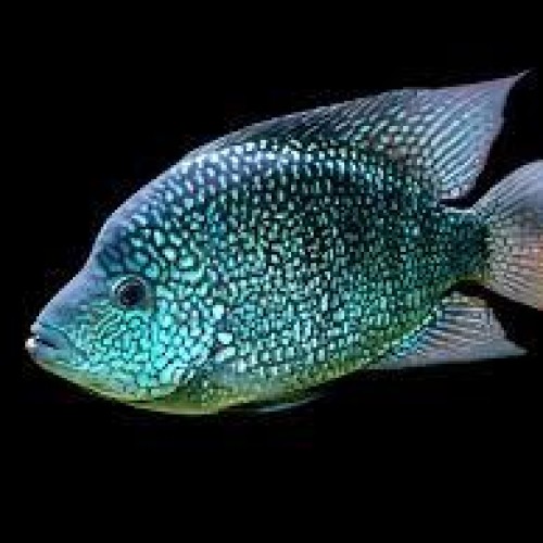 Green Texas cichlid