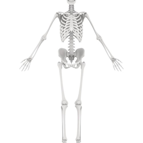 Skeleton (Kongkal)-Toy