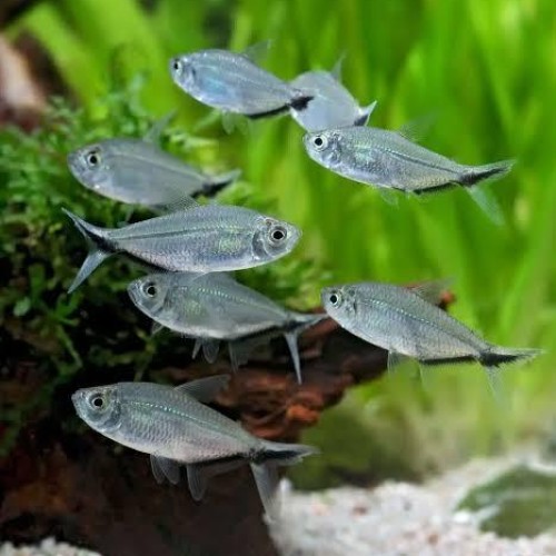 Black Line Tetra