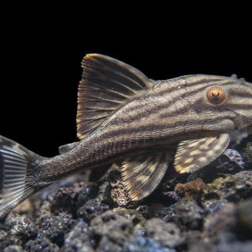 Pleco L190