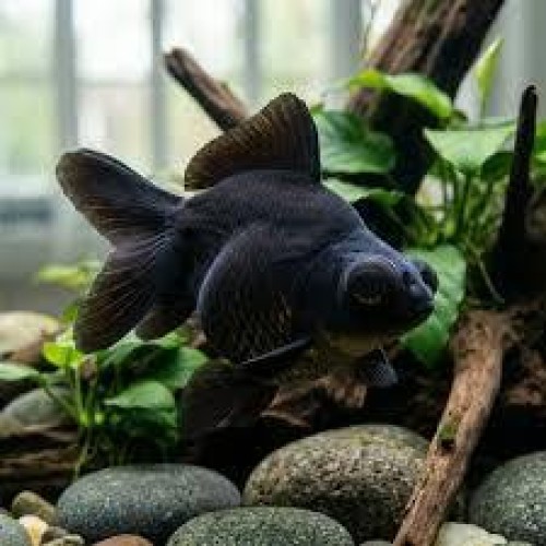 Black Moor Goldfish