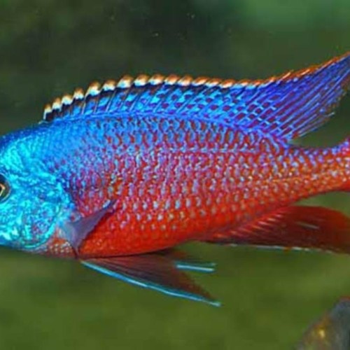 RED EMPRESS CICHLID