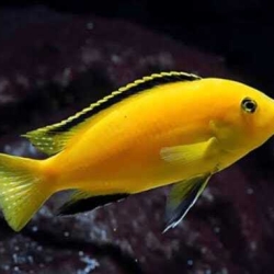 Yellow Cichlid
