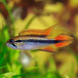 APISTOGRAMMA AGASSIZII