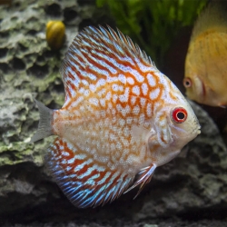 Assorted Discus-3Inc
