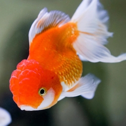 ASSORTED ORANDA - LION HEAD*-11-12 CM