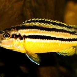 Auratus Cichlid