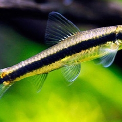 BLACK LINE FLYING FOX (SAE)