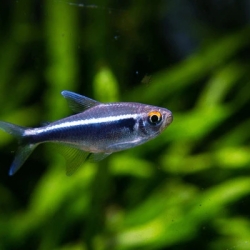 Black Neon Tetra