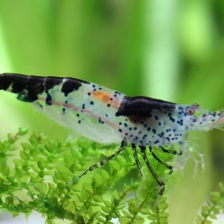 BLACK RILI SHRIMP