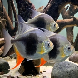 BLACKBERRY SILVER DOLLAR- 4-5CM