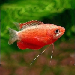 BLOOD RED DWARF GOURAMI