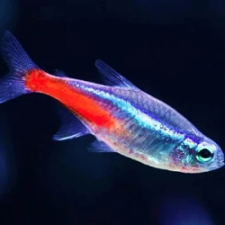 Neon Tetra