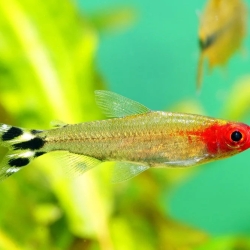 Rummy Nose Tetra