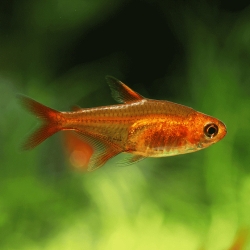 Ember Tetra