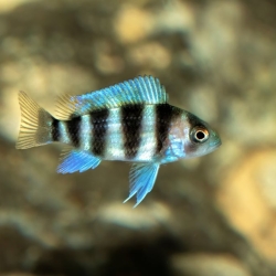 FRONTOSA CICHLID-5 CM