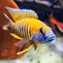 FREIBERG  PEACOCK CICHLID