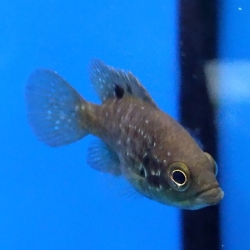 PARATILAPIA POLLENI  CICHLID