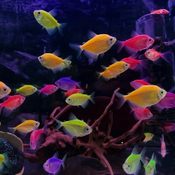 Glow Tetra