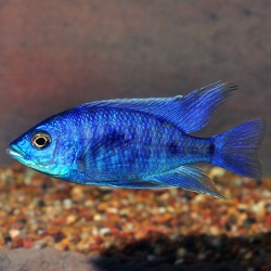 Blue Cichlid