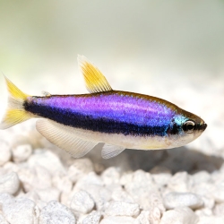 BLUE EMPEROR TETRA