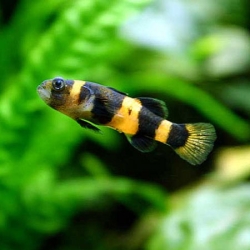 Bumble bee goby