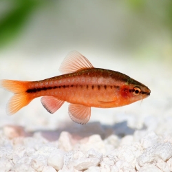 Cherry Barb