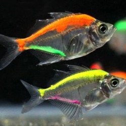 COLOUR GLASS ANGEL (ASSORTED)