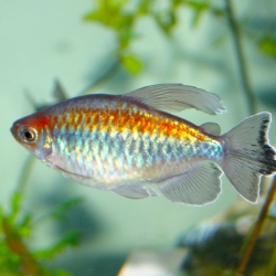 Congo Tetra