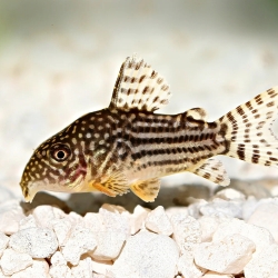 CORYDORAS STERBAI