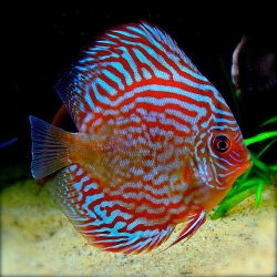 Discus-6inch