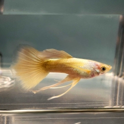 24k Full Gold Ribbon Guppy