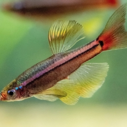 White cloud mountain minnow