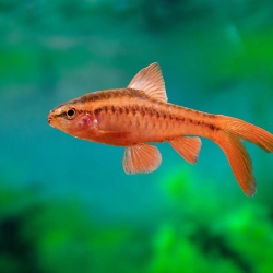 Lonfin Cherry Barb