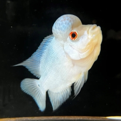 Thai Silk Flower Horn