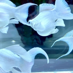 PLATINUM CRYSTAL EYE BALLOON MOLLY LYRETAIL