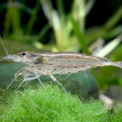 YAMATO SHRIMP