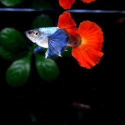 Red Platinum Guppy
