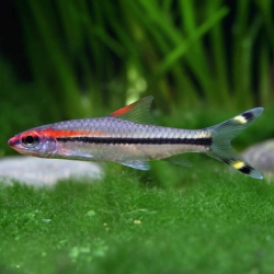 Puntius Denisoni Barb-2inch