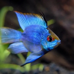 Electric Blue Balloon Ram